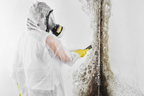 Csar Chvez, TX Mold Remediation Company