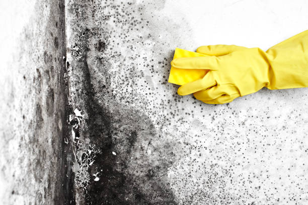 Best Basement Mold Remediation in Csar Chvez, TX