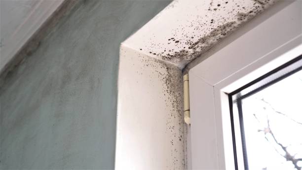 Best Post-Flood Mold Remediation in Csar Chvez, TX