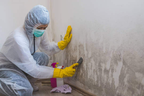 Best White Mold Remediation in Csar Chvez, TX