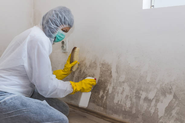 Best Insurance-Related Mold Remediation in Csar Chvez, TX