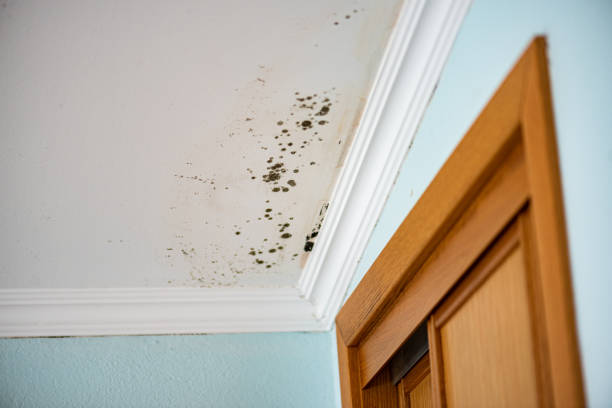 Best Bathroom Mold Remediation in Csar Chvez, TX