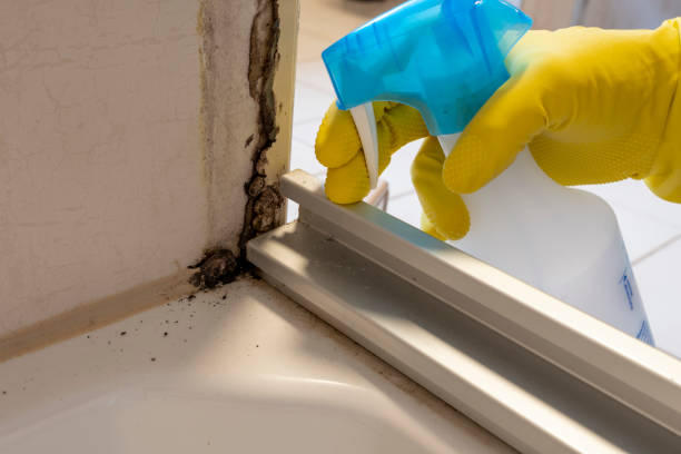 Best Preventive Mold Services in Csar Chvez, TX