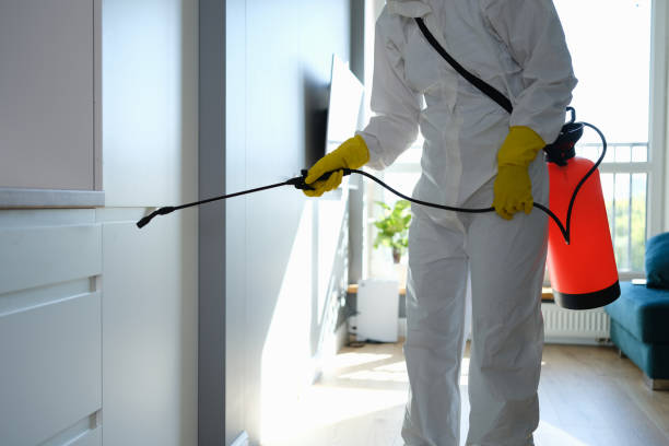 Best Attic Mold Remediation in Csar Chvez, TX