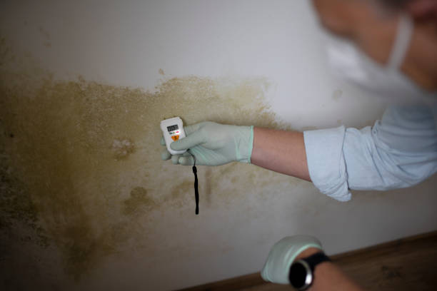 Best HVAC Mold Remediation in Csar Chvez, TX