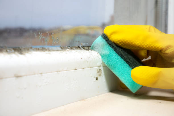 Best Commercial Mold Remediation in Csar Chvez, TX