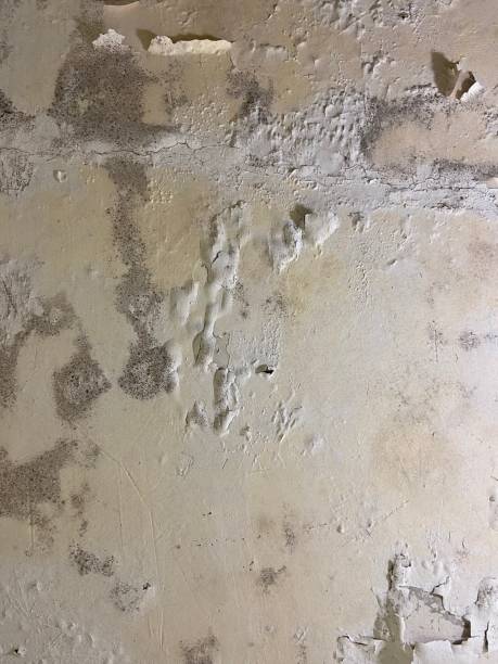 Best DIY Mold Remediation Support Services in Csar Chvez, TX